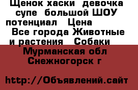 Щенок хаски, девочка супе, большой ШОУ потенциал › Цена ­ 50 000 - Все города Животные и растения » Собаки   . Мурманская обл.,Снежногорск г.